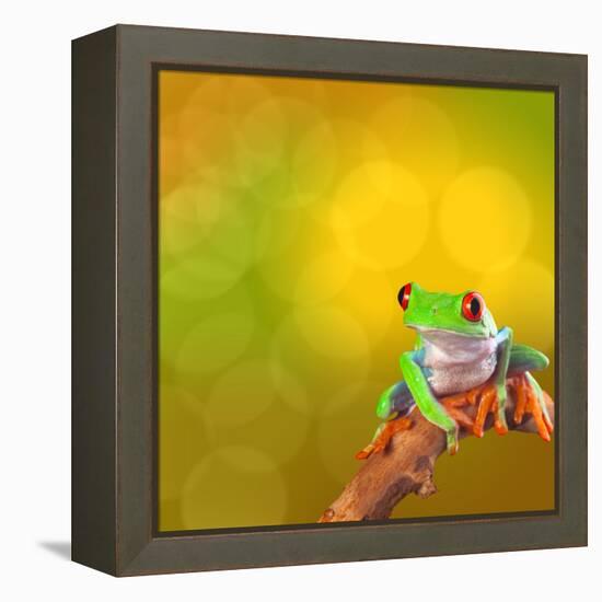 Red Eyed Tree Frog From Costa Rica Rain Forest-kikkerdirk-Framed Premier Image Canvas