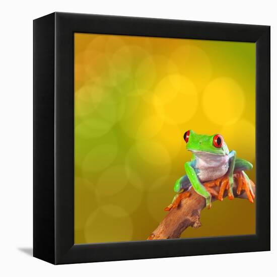 Red Eyed Tree Frog From Costa Rica Rain Forest-kikkerdirk-Framed Premier Image Canvas