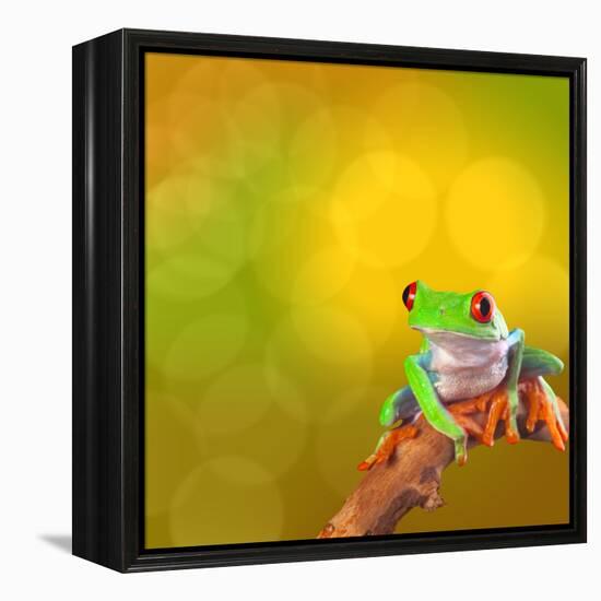 Red Eyed Tree Frog From Costa Rica Rain Forest-kikkerdirk-Framed Premier Image Canvas