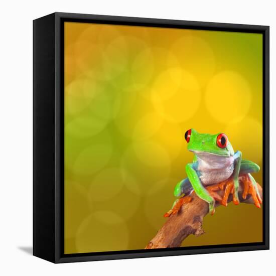 Red Eyed Tree Frog From Costa Rica Rain Forest-kikkerdirk-Framed Premier Image Canvas