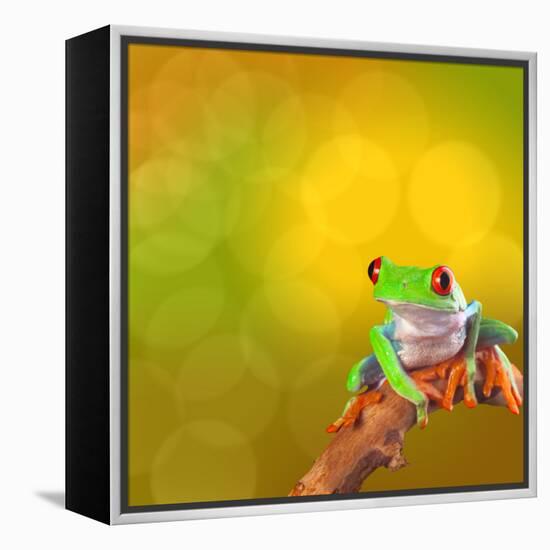 Red Eyed Tree Frog From Costa Rica Rain Forest-kikkerdirk-Framed Premier Image Canvas