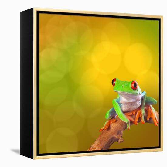 Red Eyed Tree Frog From Costa Rica Rain Forest-kikkerdirk-Framed Premier Image Canvas