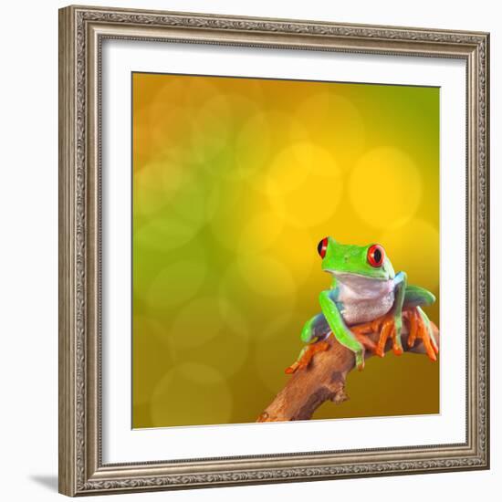 Red Eyed Tree Frog From Costa Rica Rain Forest-kikkerdirk-Framed Photographic Print