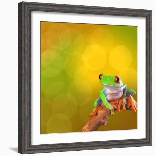 Red Eyed Tree Frog From Costa Rica Rain Forest-kikkerdirk-Framed Photographic Print