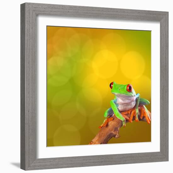 Red Eyed Tree Frog From Costa Rica Rain Forest-kikkerdirk-Framed Photographic Print