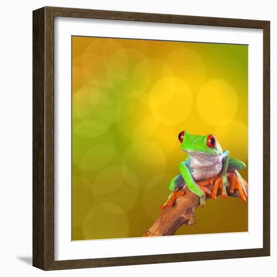 Red Eyed Tree Frog From Costa Rica Rain Forest-kikkerdirk-Framed Photographic Print