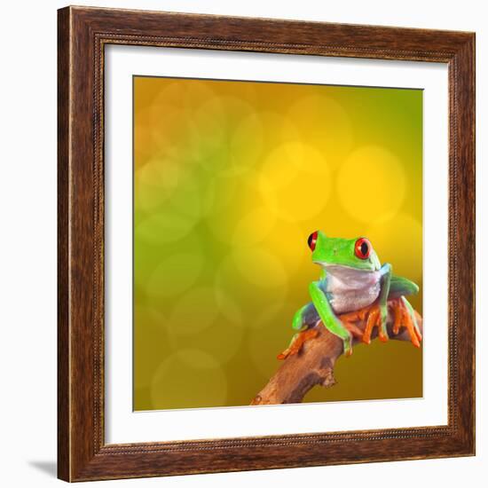 Red Eyed Tree Frog From Costa Rica Rain Forest-kikkerdirk-Framed Photographic Print