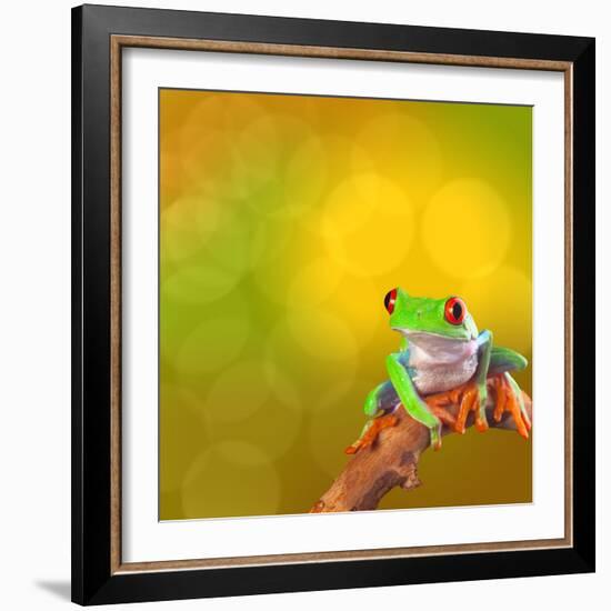 Red Eyed Tree Frog From Costa Rica Rain Forest-kikkerdirk-Framed Photographic Print