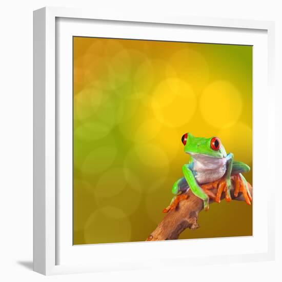 Red Eyed Tree Frog From Costa Rica Rain Forest-kikkerdirk-Framed Photographic Print