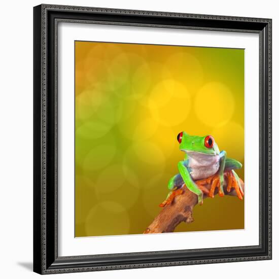 Red Eyed Tree Frog From Costa Rica Rain Forest-kikkerdirk-Framed Photographic Print