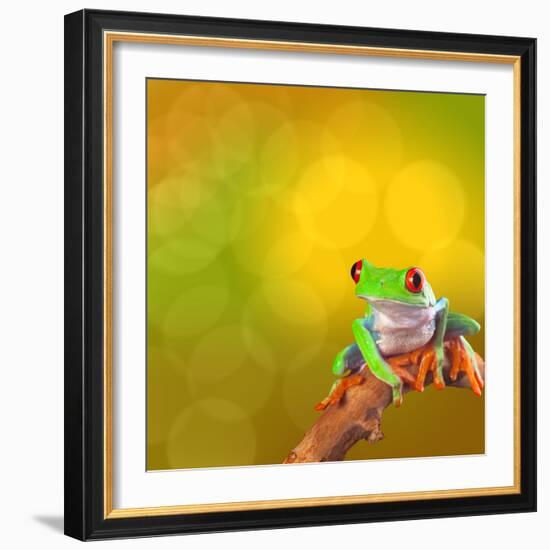 Red Eyed Tree Frog From Costa Rica Rain Forest-kikkerdirk-Framed Photographic Print