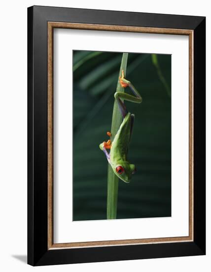 Red Eyed Tree Frog Hanging from Plant-DLILLC-Framed Photographic Print