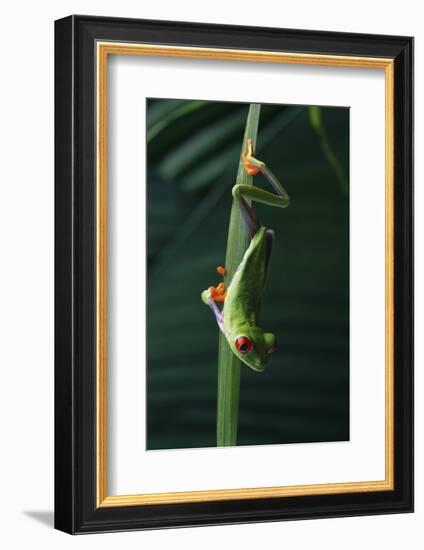 Red Eyed Tree Frog Hanging from Plant-DLILLC-Framed Photographic Print