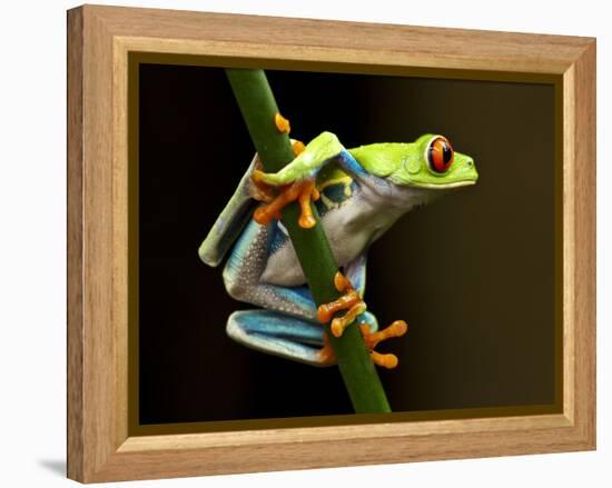 Red-Eyed Tree Frog in Costa Rica-Paul Souders-Framed Premier Image Canvas
