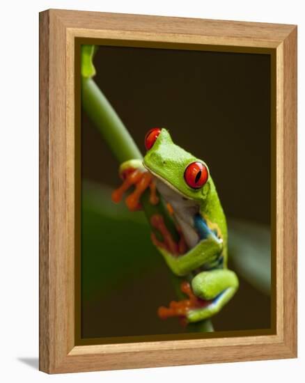 Red-Eyed Tree Frog in Costa Rica-Paul Souders-Framed Premier Image Canvas