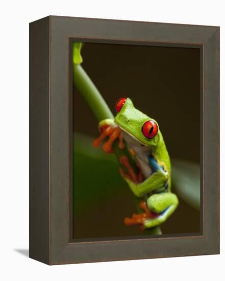 Red-Eyed Tree Frog in Costa Rica-Paul Souders-Framed Premier Image Canvas