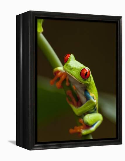 Red-Eyed Tree Frog in Costa Rica-Paul Souders-Framed Premier Image Canvas