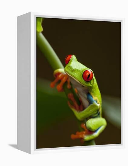 Red-Eyed Tree Frog in Costa Rica-Paul Souders-Framed Premier Image Canvas