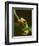 Red-Eyed Tree Frog in Costa Rica-Paul Souders-Framed Photographic Print