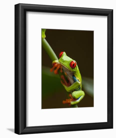 Red-Eyed Tree Frog in Costa Rica-Paul Souders-Framed Photographic Print