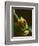 Red-Eyed Tree Frog in Costa Rica-Paul Souders-Framed Photographic Print