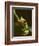Red-Eyed Tree Frog in Costa Rica-Paul Souders-Framed Photographic Print