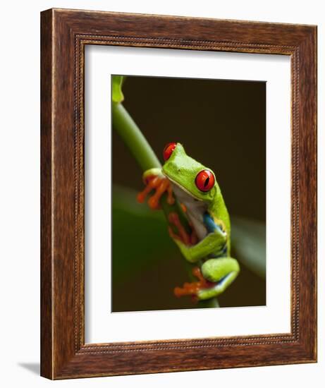 Red-Eyed Tree Frog in Costa Rica-Paul Souders-Framed Photographic Print