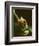 Red-Eyed Tree Frog in Costa Rica-Paul Souders-Framed Photographic Print