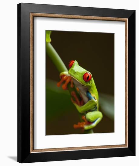 Red-Eyed Tree Frog in Costa Rica-Paul Souders-Framed Photographic Print