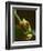 Red-Eyed Tree Frog in Costa Rica-Paul Souders-Framed Photographic Print