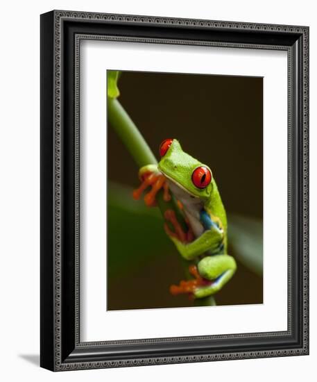 Red-Eyed Tree Frog in Costa Rica-Paul Souders-Framed Photographic Print