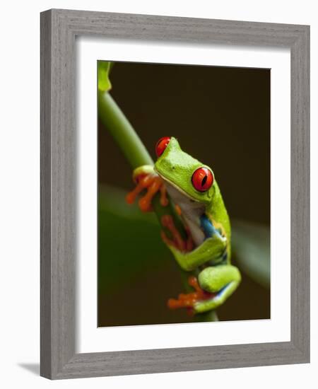 Red-Eyed Tree Frog in Costa Rica-Paul Souders-Framed Photographic Print