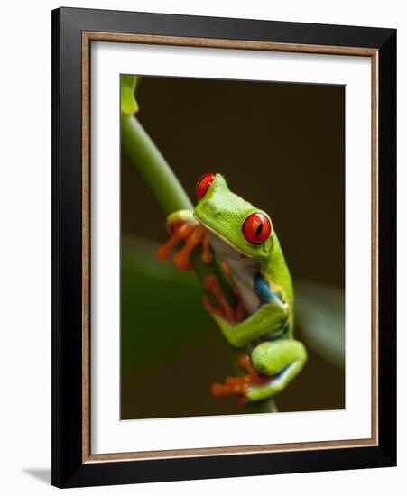 Red-Eyed Tree Frog in Costa Rica-Paul Souders-Framed Photographic Print