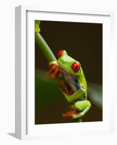 Red-Eyed Tree Frog in Costa Rica-Paul Souders-Framed Photographic Print