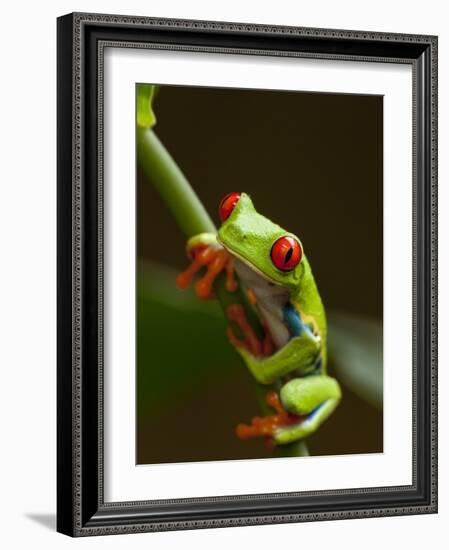 Red-Eyed Tree Frog in Costa Rica-Paul Souders-Framed Photographic Print