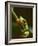 Red-Eyed Tree Frog in Costa Rica-Paul Souders-Framed Photographic Print