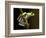 Red-Eyed Tree Frog in Costa Rica-Paul Souders-Framed Photographic Print