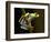 Red-Eyed Tree Frog in Costa Rica-Paul Souders-Framed Photographic Print