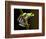 Red-Eyed Tree Frog in Costa Rica-Paul Souders-Framed Photographic Print