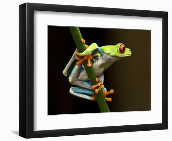 Red-Eyed Tree Frog in Costa Rica-Paul Souders-Framed Photographic Print