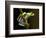 Red-Eyed Tree Frog in Costa Rica-Paul Souders-Framed Photographic Print