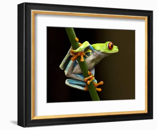 Red-Eyed Tree Frog in Costa Rica-Paul Souders-Framed Photographic Print