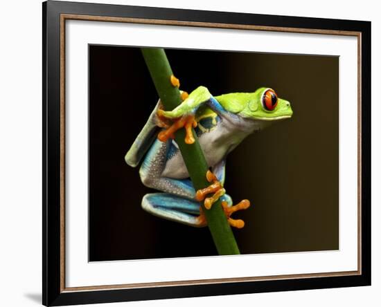 Red-Eyed Tree Frog in Costa Rica-Paul Souders-Framed Photographic Print