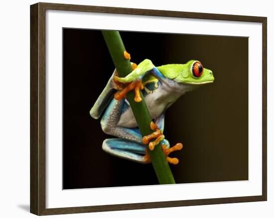 Red-Eyed Tree Frog in Costa Rica-Paul Souders-Framed Photographic Print