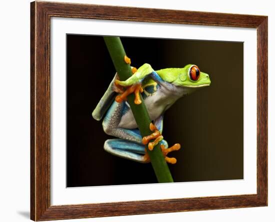 Red-Eyed Tree Frog in Costa Rica-Paul Souders-Framed Photographic Print