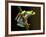 Red-Eyed Tree Frog in Costa Rica-Paul Souders-Framed Photographic Print