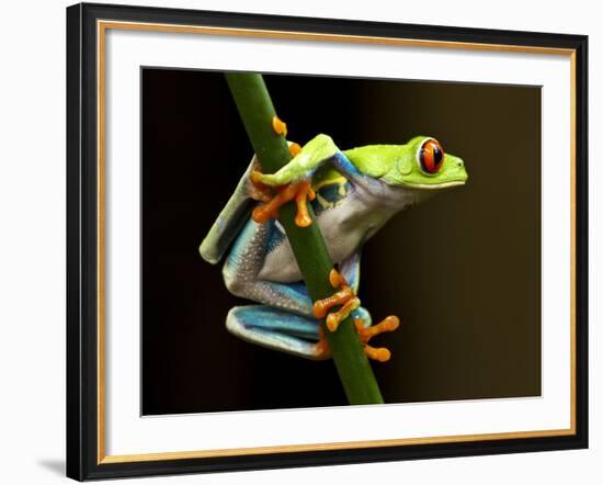 Red-Eyed Tree Frog in Costa Rica-Paul Souders-Framed Photographic Print