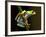 Red-Eyed Tree Frog in Costa Rica-Paul Souders-Framed Photographic Print