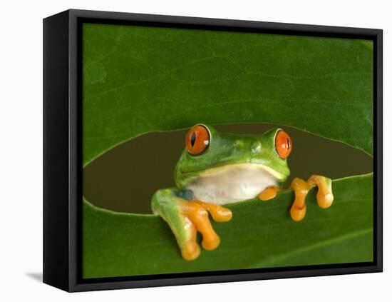 Red-Eyed Tree Frog Looking Through Hole in a Leaf, Costa Rica-Edwin Giesbers-Framed Premier Image Canvas