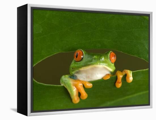 Red-Eyed Tree Frog Looking Through Hole in a Leaf, Costa Rica-Edwin Giesbers-Framed Premier Image Canvas